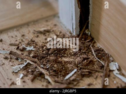 Eine Nahaufnahme von Termiten in einem Haus und den Schäden, die sie verursacht haben. Stockfoto