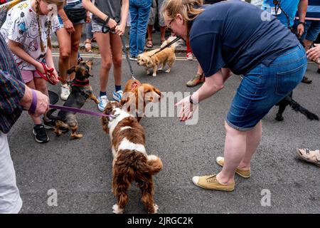 Die Menschen vor Ort nehmen an Einer Hundeausstellung am jährlichen Sporttag der South Street Bonfire Society, Lewes, East Sussex, Großbritannien, Teil. Stockfoto