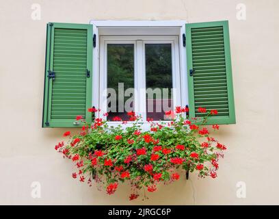 Charmantes altes Fenster mit grünen Fensterläden und roten Geranien Blumen Stockfoto