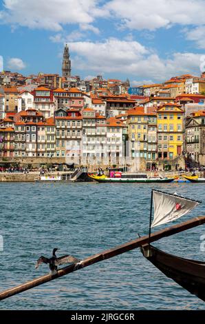 Kormoran ruht auf einem traditionellen hölzernen Hafenboot in Vila Nova de Gaia am Ufer des Flusses Douro im Zentrum von Porto im Norden Portugals. Stockfoto