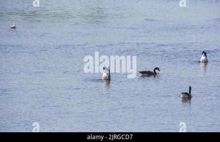 Kanadagänse, die sich im See ernähren Stockfoto