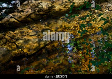 Naturwaldweg am Ystwyth Fluss in Ceredigion, Wales, Großbritannien Stockfoto