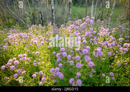 Canada Thistle, Cirsium arvense, im borealen Wald, Alberta, Kanada Stockfoto