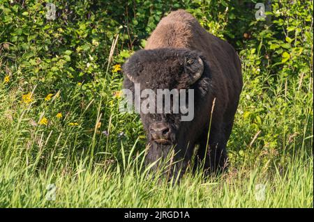Große männliche Ebene Bison (Bison) auf einer Sommerwiese, Elk Island National Park, Alberta, Kanada Stockfoto