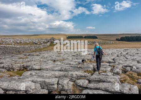 Person mit Hund, der Kalksteinpflaster vom Dales Way-Pfad aus erkundet, an einem schönen Tag, Yorkshire Dales National Park, North Yorkshire, England, Großbritannien Stockfoto