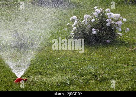 Automatische Bewässerung von Gartenpflanzen. Stockfoto