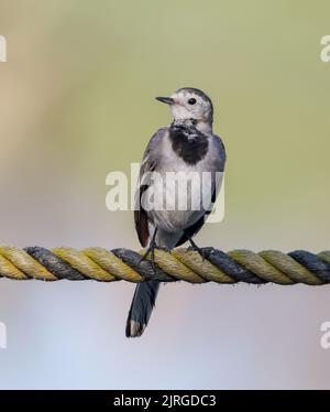 Die bachstelze ist ein Schmetterling (Tagfalter) aus der Familie Motacillidae, die auch pipits und longclaws. Stockfoto