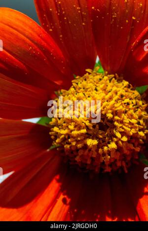 Makrofotografie zeigt den Pollen in Klumpen auf einer gewöhnlichen Zinnienblüte (Zinnia elegans) Stockfoto