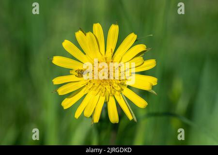 Gelbe Speichelblüten (Gattung Tragopogon). Stockfoto