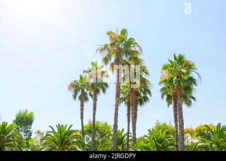 Blühende hohe Palmen, die im Stadtgarten gepflanzt sind Stockfoto