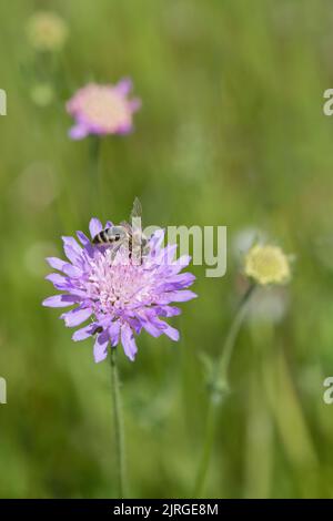 Honigbiene sammelt Pollen auf einem Feld, das scheußlich ist (Knautia arvensis). Stockfoto