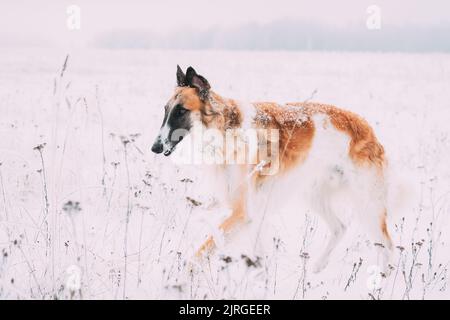 Russian Wolfhound Jagd Windhund Russkaya Psovaya Borzaya Hund während der Hasen-Jagd Am Wintertag In Snowy Field Stockfoto