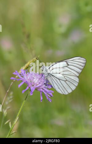 Schwarz geädert weiß (Aporia crategi) auf einem scabious. Stockfoto