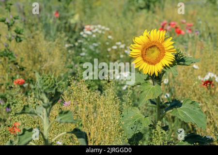 Sonnenblume auf einer bienenfreundlichen Mischwiese. Speicherplatz kopieren. Stockfoto