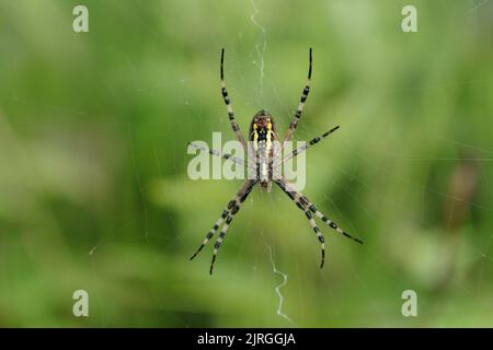 Weibliche Wespenspinne (Agriope bruennichi). Stockfoto