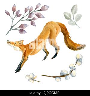 Satz von Fuchs und Waldpflanzen Aquarell Illustration isoliert auf weiß. Waldland, Beeren, Eukalyptus und getrockneter Blüte von Hand gezeichnet. Elemente für das Design Stockfoto