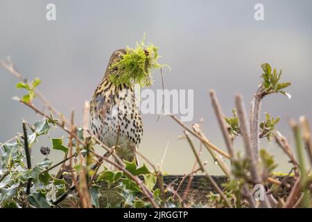 Singdrossel (Turdus philomelos) auf dem Zaun einer Hecke mit einer komischen Menge Moos im Schnabel zum Nisten, Yorkshire, England, britische Tierwelt Stockfoto