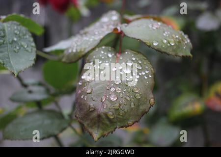 Nach dem Sommerregen tropft Wasser auf die Blätter eines Rosenbaums Stockfoto