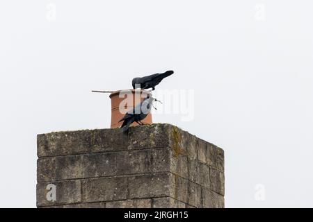 Jackdaw (Corvus monedula) auf einem Schornsteintopf, der Zweige zum Nestbau nimmt, Yorkshire, britische Tierwelt Stockfoto