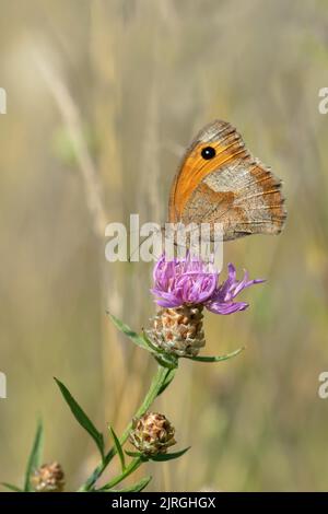 Wiesenbrauner Schmetterling (Maniola jurtina) auf einer Blüte. Stockfoto