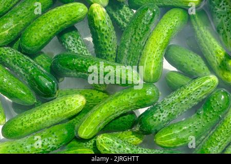 Reife grüne Gurken im Wasser. Saisonale Zubereitungen. Hintergrund, Textur. Stockfoto