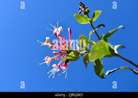 Blütenkopf aus Geißelblüten (Lonicera Periclymenum) in Garden Hook Norton Oxfordshire England, großbritannien Stockfoto