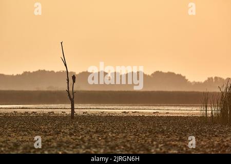 Dämmerung sumpfige Seenlandschaft Stockfoto