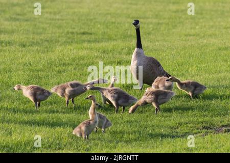 Kanadagänse mit Junggänsen im Nature Discovery Sanctuary in Winkler, Manitoba, Kanada. Stockfoto