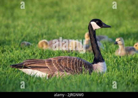 Kanadagänse mit Junggänsen im Nature Discovery Sanctuary in Winkler, Manitoba, Kanada. Stockfoto