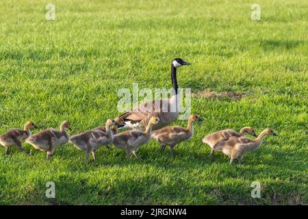 Kanadagänse mit Junggänsen im Nature Discovery Sanctuary in Winkler, Manitoba, Kanada. Stockfoto