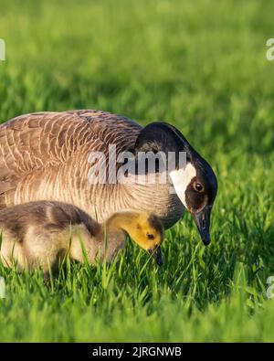 Kanadagänse mit Junggänsen im Nature Discovery Sanctuary in Winkler, Manitoba, Kanada. Stockfoto