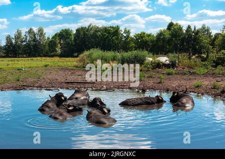 Wasserbüffel im Naturschutzgebiet Ohre-Dromling in Sachsen-Anhalt. Stockfoto