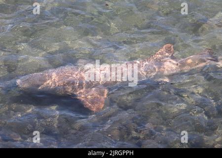 Tubarao Limao oder Zitronenhai versammelten sich an der Oberfläche der brasilianischen Insel Fernando de Noronha. Negaprion brevirostris Stockfoto