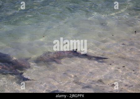 Tubarao Limao oder Zitronenhai versammelten sich an der Oberfläche der brasilianischen Insel Fernando de Noronha. Negaprion brevirostris Stockfoto