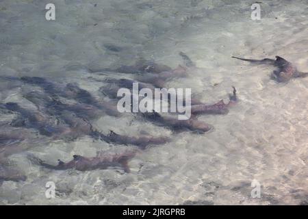 Tubarao Limao oder Zitronenhai versammelten sich an der Oberfläche der brasilianischen Insel Fernando de Noronha. Negaprion brevirostris Stockfoto