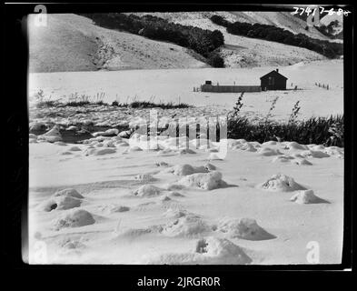 Ersatz von Tussock Grassland, um 1922, durch Dr. Leonard Cockayne F.R.S. Stockfoto