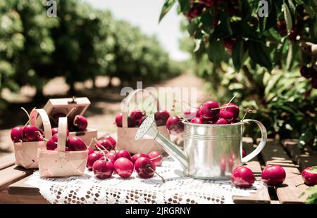 Ernte von saftigen Kirschbeeren auf dem Tisch vor dem Hintergrund von Kirschbäumen mit Kirschbeeren Stockfoto