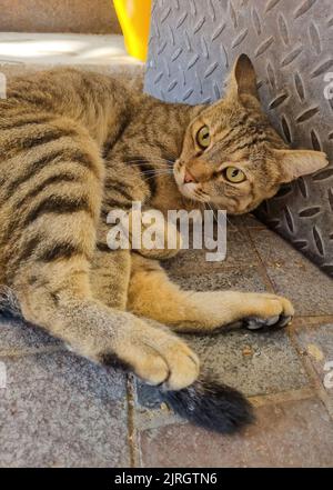 Kitty Katze schaut sich um und entspannt sich nach dem Stretching und Reinigung und grüßt neue Besucher in den Straßen einer griechischen mediterranen kleinen Villa Stockfoto