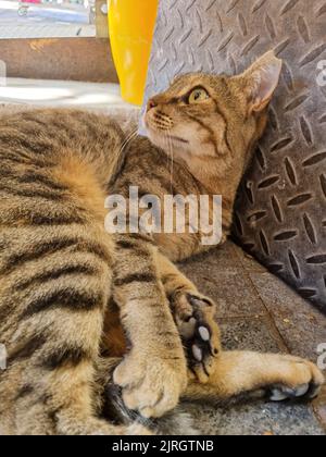 Kitty Katze schaut sich um und entspannt sich nach dem Stretching und Reinigung und grüßt neue Besucher in den Straßen einer griechischen mediterranen kleinen Villa Stockfoto