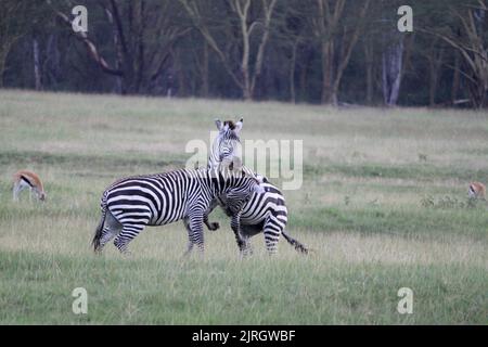 Zwei süße Zebras, die tagsüber auf einem Feld miteinander spielen Stockfoto