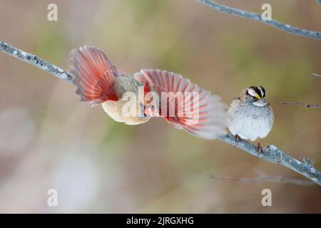 Weiblicher Nordkardinalflug und weißkehliger Sperling Stockfoto