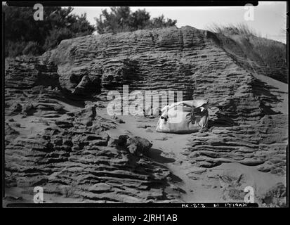 Besuch von Kapiti, Kapiti Island - 5. Mai 1929, 05. Mai 1929, von Leslie Adkin. Schenkung des Gutsbesitzes der Familie G. L. Adkin, 1964. Stockfoto