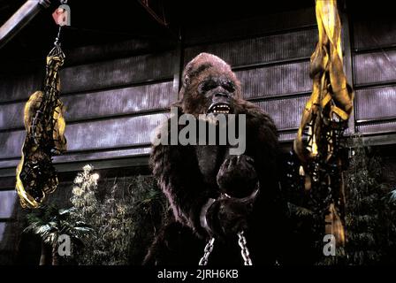 GORILLA, KÖNIG KONG LEBT, 1986 Stockfoto