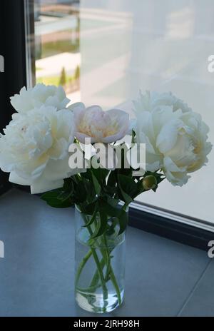Wunderschöne flauschige Pfingstrosen-weiße und rosafarbene Blumen im Innendekor, Hochzeitsblumen, frisches, minimales Stillleben Stockfoto