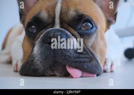 Junge lustige französisch Bulldogge entspannen oder träumen Nahaufnahme Porträt, mit niedlichen Augen und lange Zunge, bester Freund auf weißem Hintergrund Stockfoto