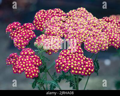 Kuppelförmiger Blütenkopf mit goldenen zentrierten roten Sommerblüten der kompakten, winterharten, Achillea millefolium „Strawberry Seduction“ Stockfoto