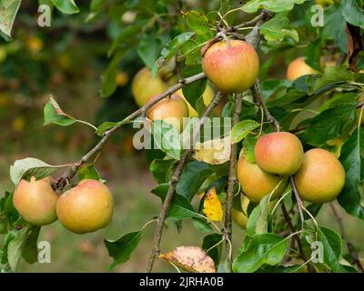 Orange gespült Spätsommer Frucht des süßen essenden Apfels, Malus domestica 'Christmas Pippin' Stockfoto