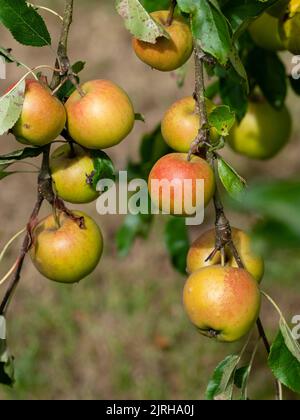 Orange gespült Spätsommer Frucht des süßen essenden Apfels, Malus domestica 'Christmas Pippin' Stockfoto