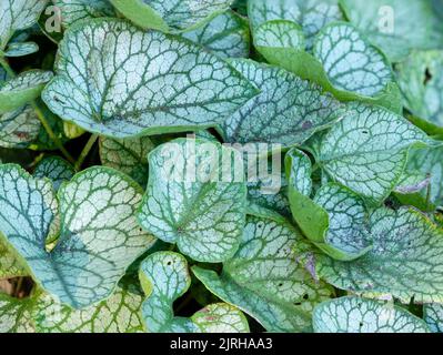 Grün geädert silberne Blätter des Bodens, die winterharte Laubpflanzen bedecken, Brunnera macrophylla 'Mr Morse' Stockfoto