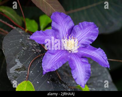 Regen nass winterhart Kletterer Clematis 'Jackmanii Superba' blüht inmitten der Sommer Laub des Rauch Busch, Cotinus coggygria 'Grace' Stockfoto
